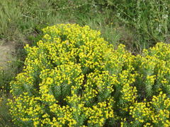Euryops floribundus