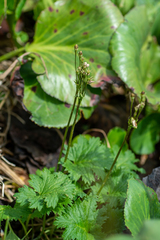 Primula matthioli altaica