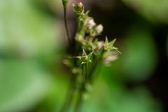 Primula matthioli altaica