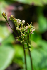 Primula matthioli altaica