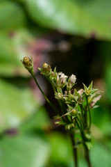 Primula matthioli altaica