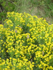 Euryops floribundus