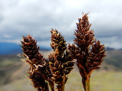 Carex atrosquama