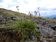 Carex atrosquama