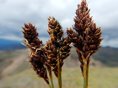 Carex atrosquama
