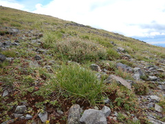 Carex atrosquama