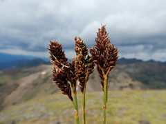 Carex atrosquama