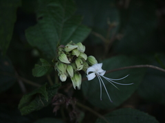 Clerodendrum infortunatum