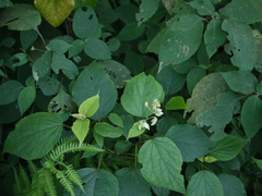 Clerodendrum infortunatum