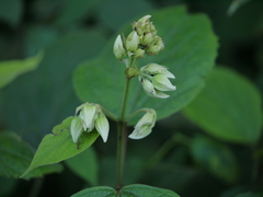 Clerodendrum infortunatum