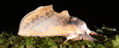 Hemiceras pallidula