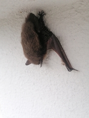 Myotis