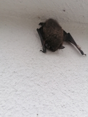 Myotis