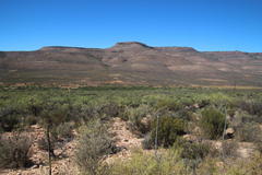Wiborgia
