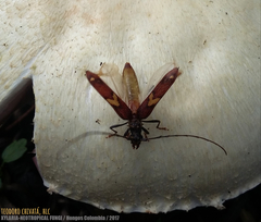 Eurysthea cribripennis