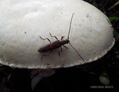 Eurysthea cribripennis
