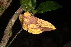 Eacles imperialis magnifica