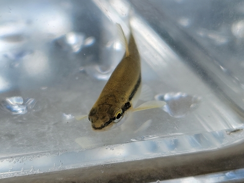 Eastern Blacknose Dace