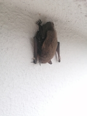 Myotis