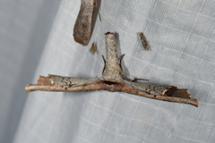 Sorocaba carmelitaria