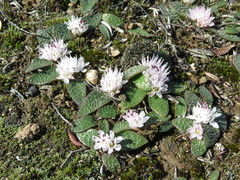 Massonia tenella