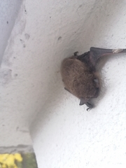 Myotis