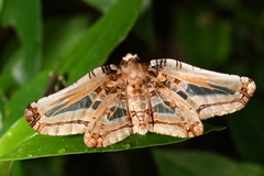 Pseudendromis miranda