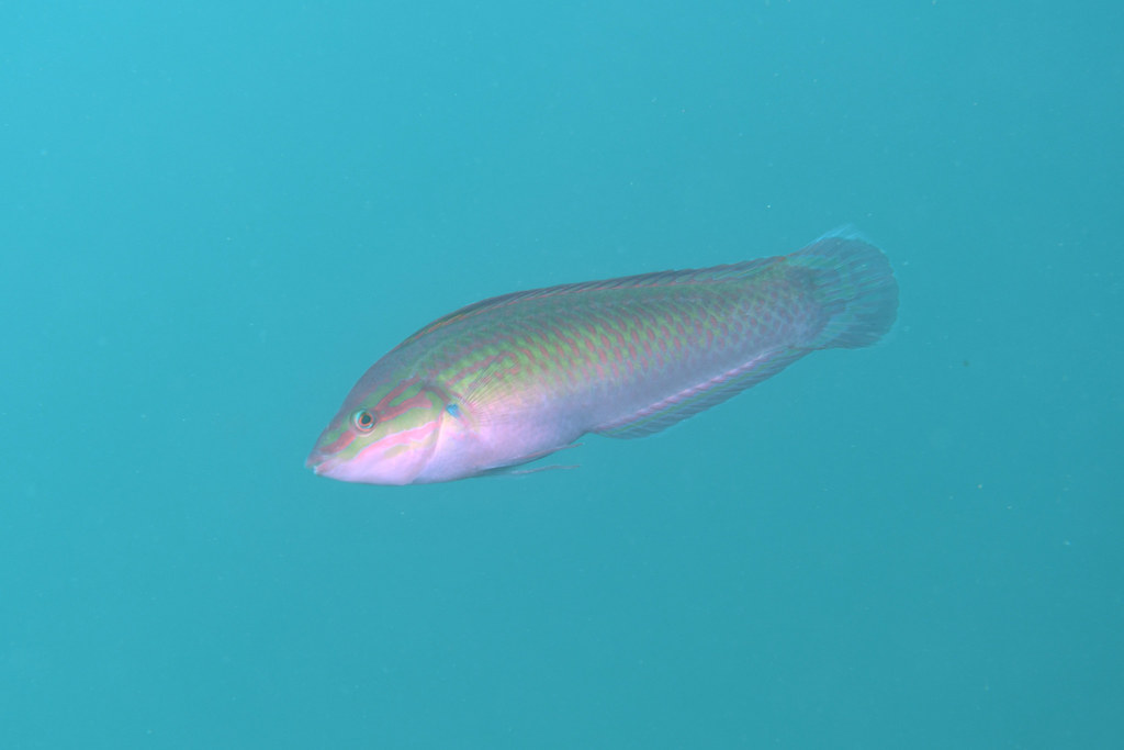 Chinese wrasse (Halichoeres tenuispinis) — Labridae