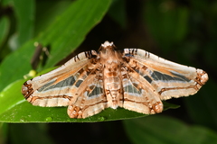 Pseudendromis miranda