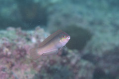 Halichoeres tenuispinis