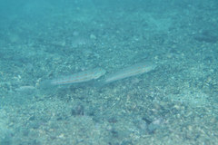 Valenciennea puellaris