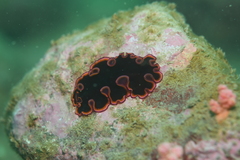 Pseudobiceros gloriosus