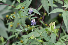 Vicia amurensis