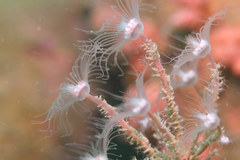 Tubulariidae