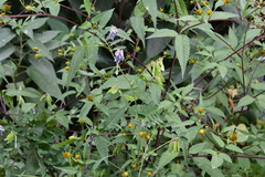 Vicia amurensis
