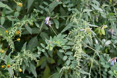 Vicia amurensis