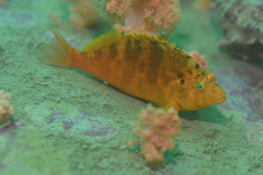 Cirrhitichthys aureus