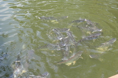 Pangasianodon hypophthalmus