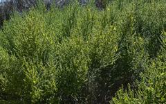 Aspalathus obtusifolia