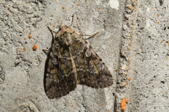 Anaplectoides pressus