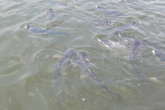 Pangasianodon hypophthalmus