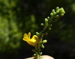Aspalathus obtusifolia
