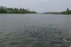 Pangasianodon hypophthalmus