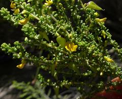 Aspalathus obtusifolia