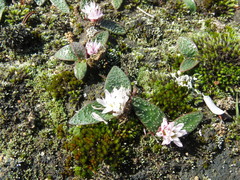 Massonia tenella