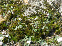 Massonia tenella