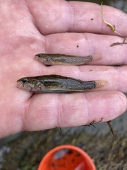 Etheostoma crossopterum