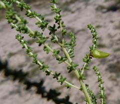 Aspalathus obtusifolia