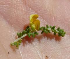 Aspalathus obtusifolia