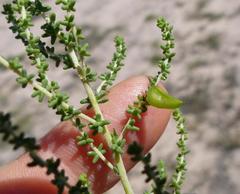 Aspalathus obtusifolia